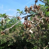 Bolesti šljive: fotografije i kako liječiti